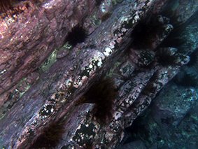 IMASUTAS's tweet photo. Advances in marine technology are giving scientists a deeper picture of the impact of invasive urchins on Tasmanian reefs. A new IMAS @UTAS_ @NESPmarinehub study used an AUV to monitor urchin barrens off Tassie's East Coast https://t.co/2m7C9bIGZL 
https://t.co/GVdyjSHolx https://t.co/QWMdmL6vCv