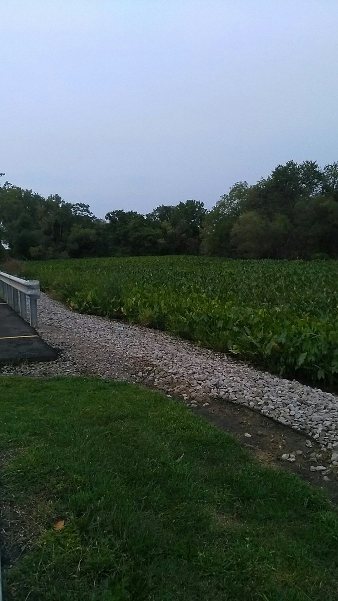 Jrp3669's tweet photo. All swampy https://t.co/BdC0xxFLFN