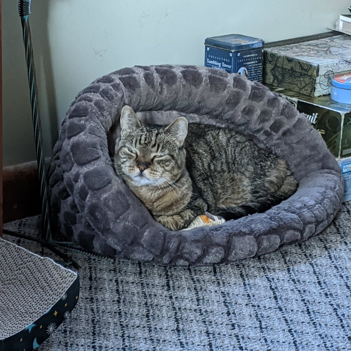7heads_10crowns's tweet photo. Labor Day 😼
#gravysnoot #pickles #mcbutterpants #doodoomitts #captainbackfat #nipaddict #littlefiend #custy #chudlife https://t.co/O3Nx3Lfzrw