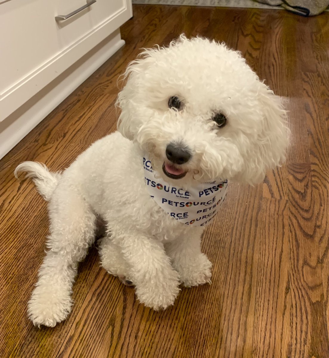 AmyPatt69115377's tweet photo. #CONNECTPetPics Zoey’s excited for Petfood Forum Connect this week! #Petsource https://t.co/L83x7FCSj0