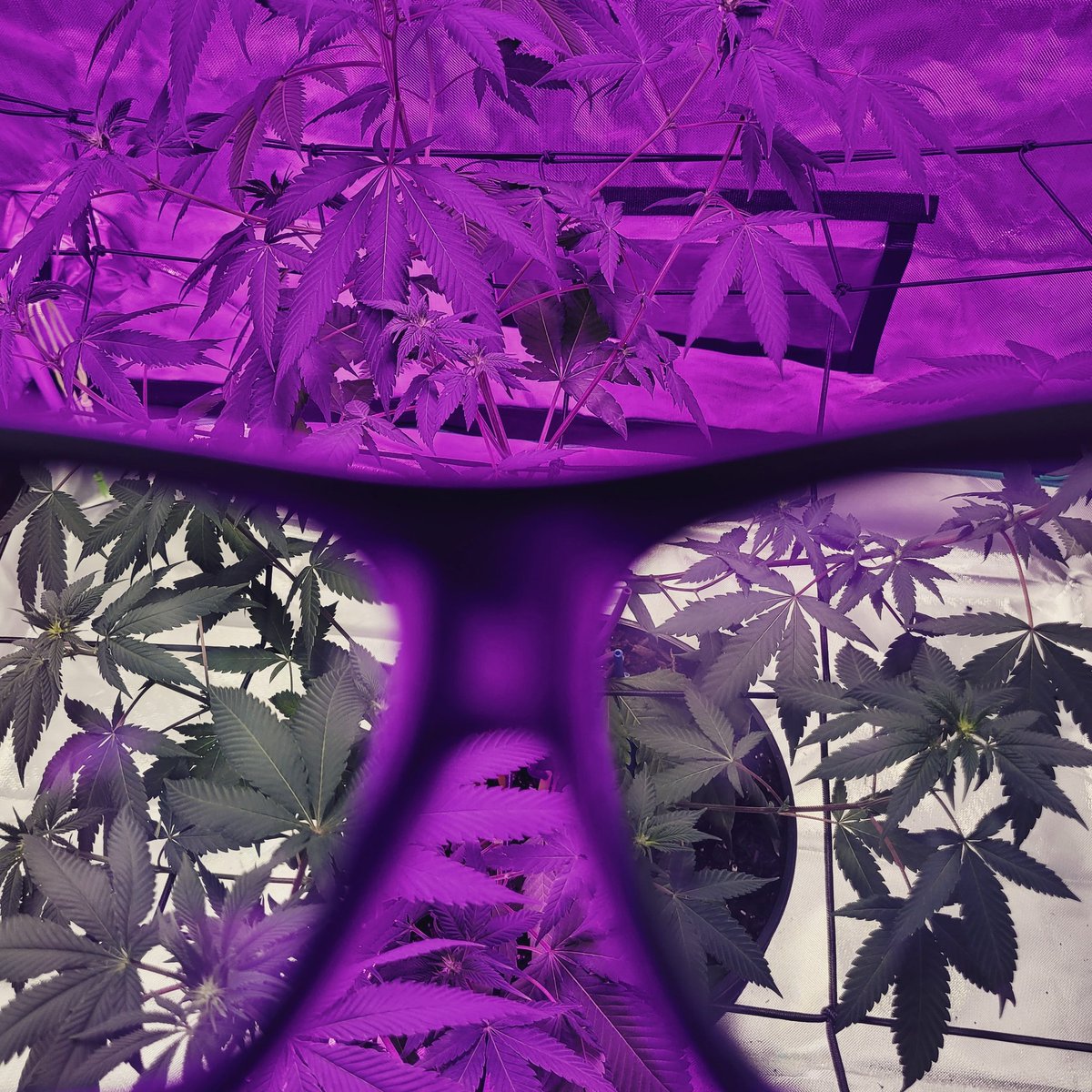 420Safely's tweet photo. What Do YOU See 👓???

 #LaborDayWeekend2020 #Mmemberville
#420Safely 💨 ⚠️ 💨

Retweet if you 💚 https://t.co/tUbizeyxRx