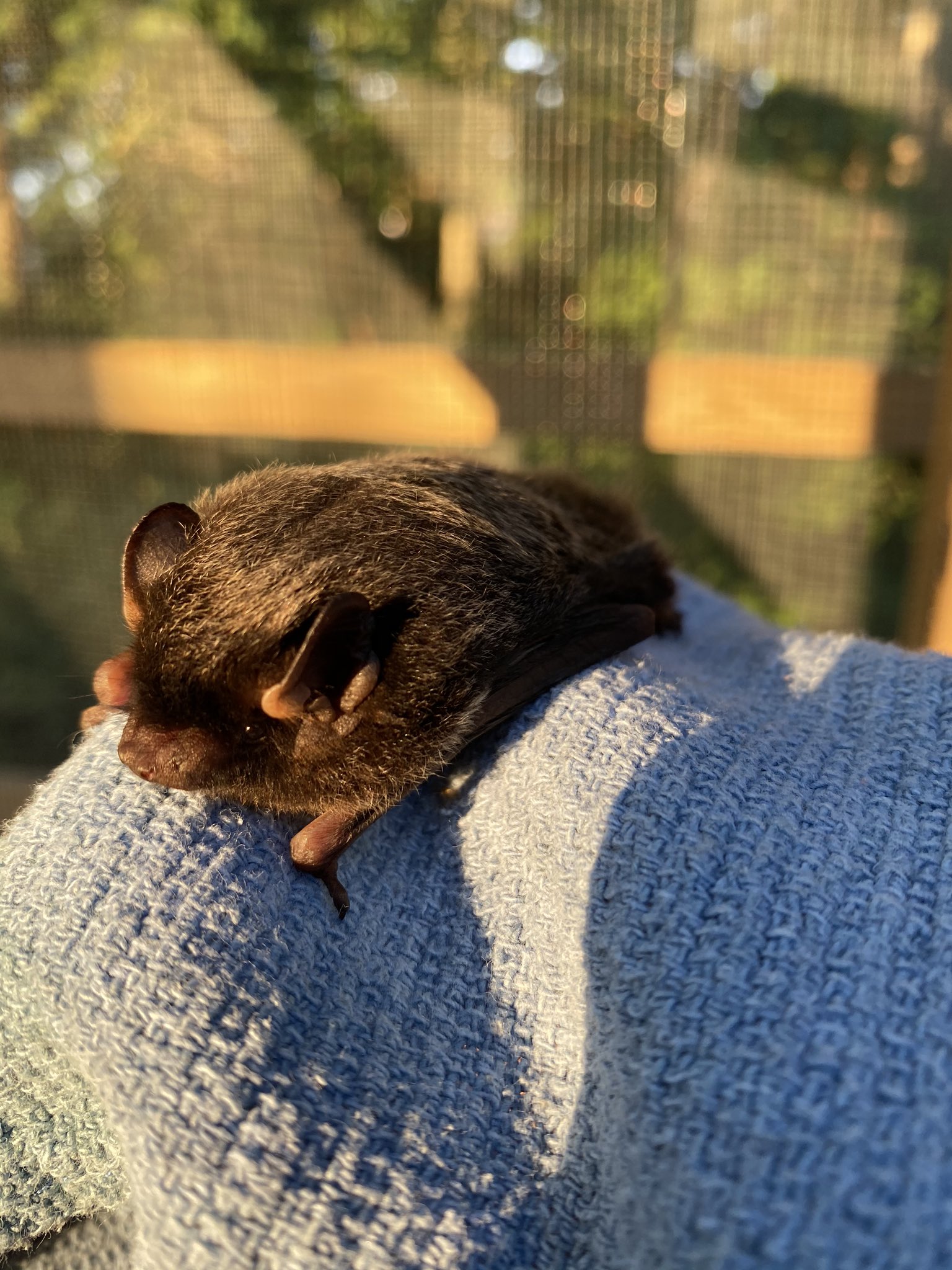 PA Bat Rescue on Twitter "A ha some silverhairedbat reporting for
