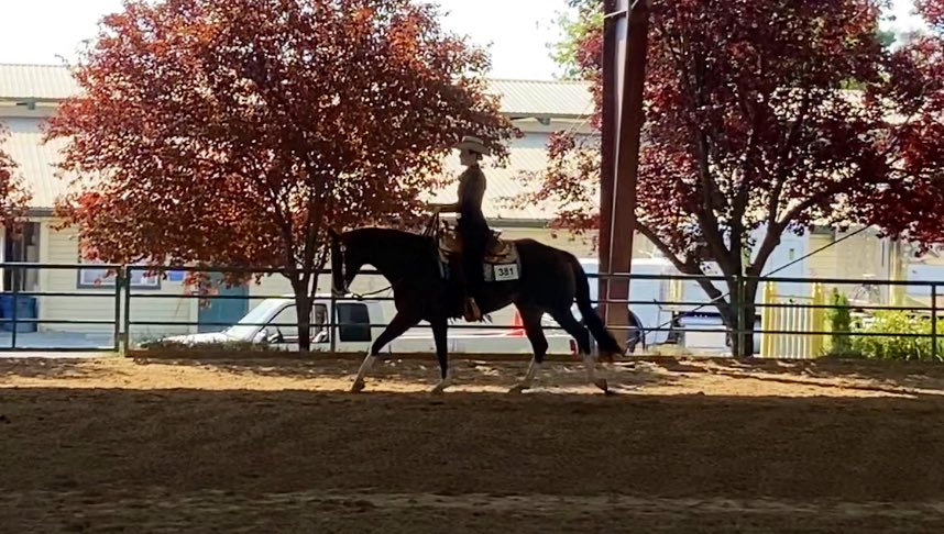 __alexissteele's tweet photo. Another weekend spent sweating, riding, and having fun. Grateful for this little horse and all she’s taught me. #highpointchampion #missmusicalcharlie #herfirsthighpoint https://t.co/lWW5Aml81I