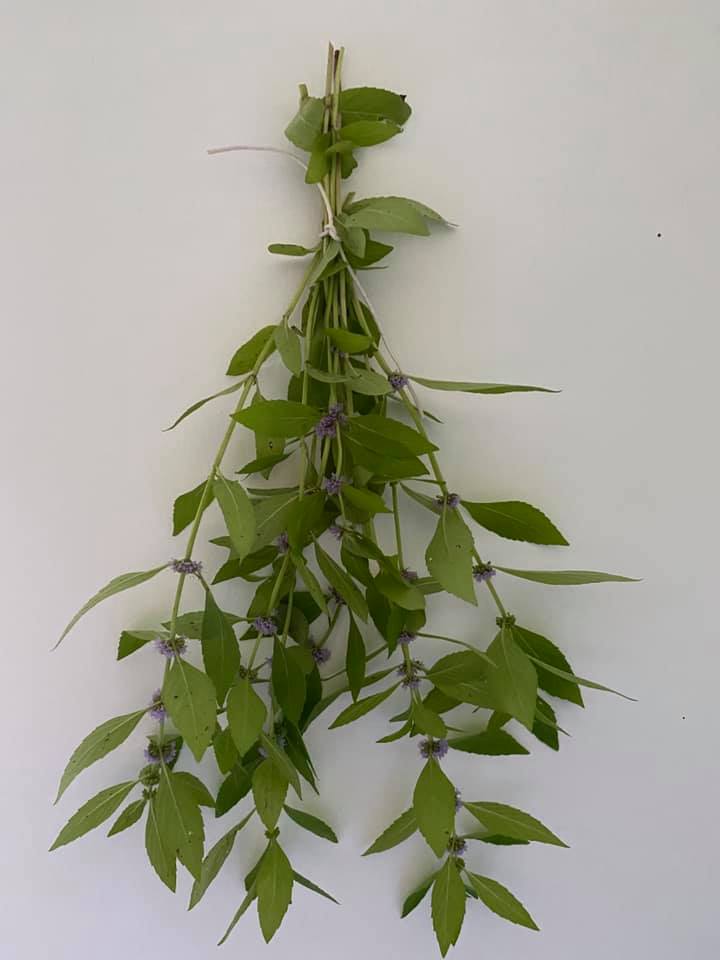 ANFCA Green Initiatives tweet media