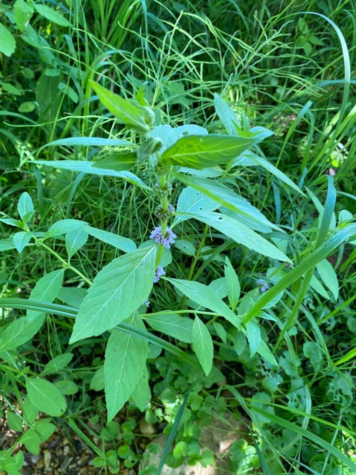 ANFCA Green Initiatives tweet media