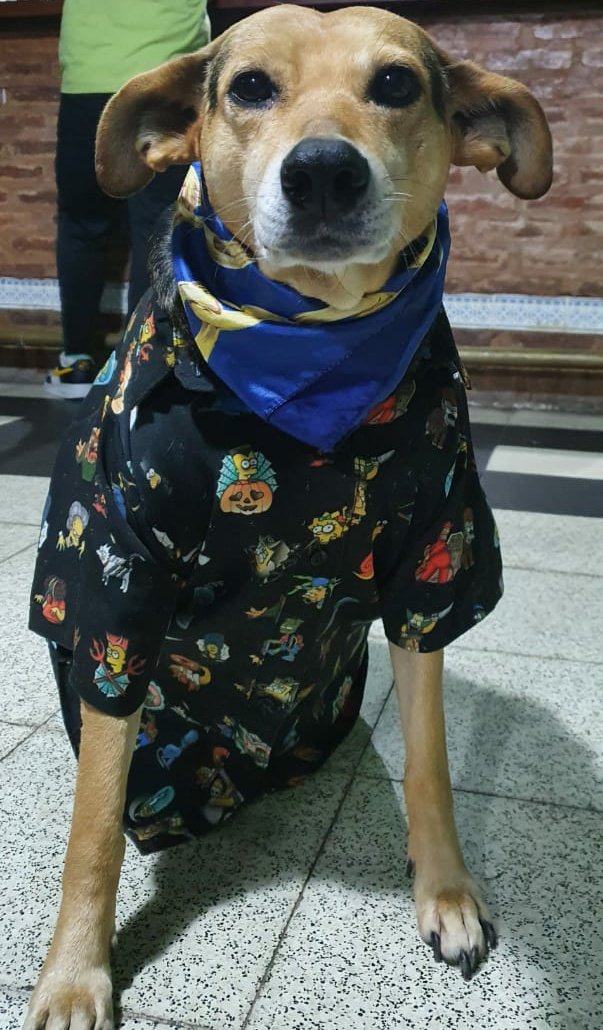 wandachisca's tweet photo. El es modelo 😍😍 pobre, lo vuelvo loco https://t.co/3LlGbEzYhP