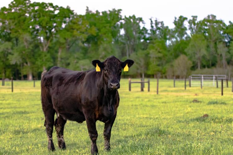 UKAgriculture's tweet photo. Beef Bash 2020 hosted by @UKAnimalFoodSci and @KYCattlemen is going virtual 💻

Register online now >> https://t.co/uMHd6Etoeo

Read more >> https://t.co/goPk6VLUaK https://t.co/RGKGF2iJ2l