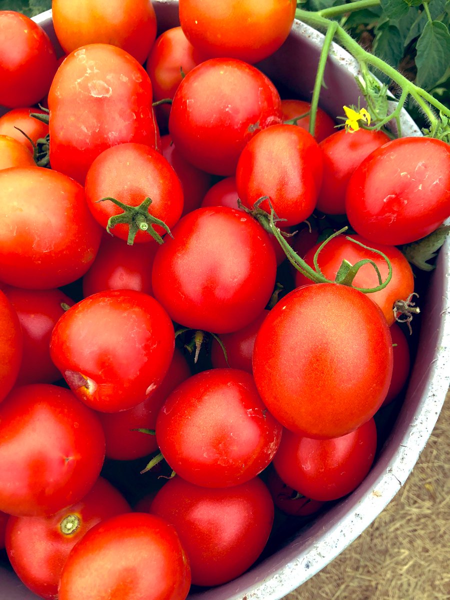 GreenAcresGrace's tweet photo. There’s something cathartic about picking tomatoes. #finallyripe #farmwife #thanksJesus https://t.co/5OE4XT8Jp0