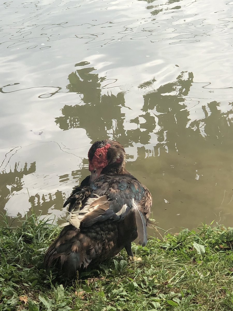 ServicesSpirit's tweet image. My kids were over joyed by this duck and 3 of his/her friends as they stayed around to watch us eat .#spendtimewithyourkids