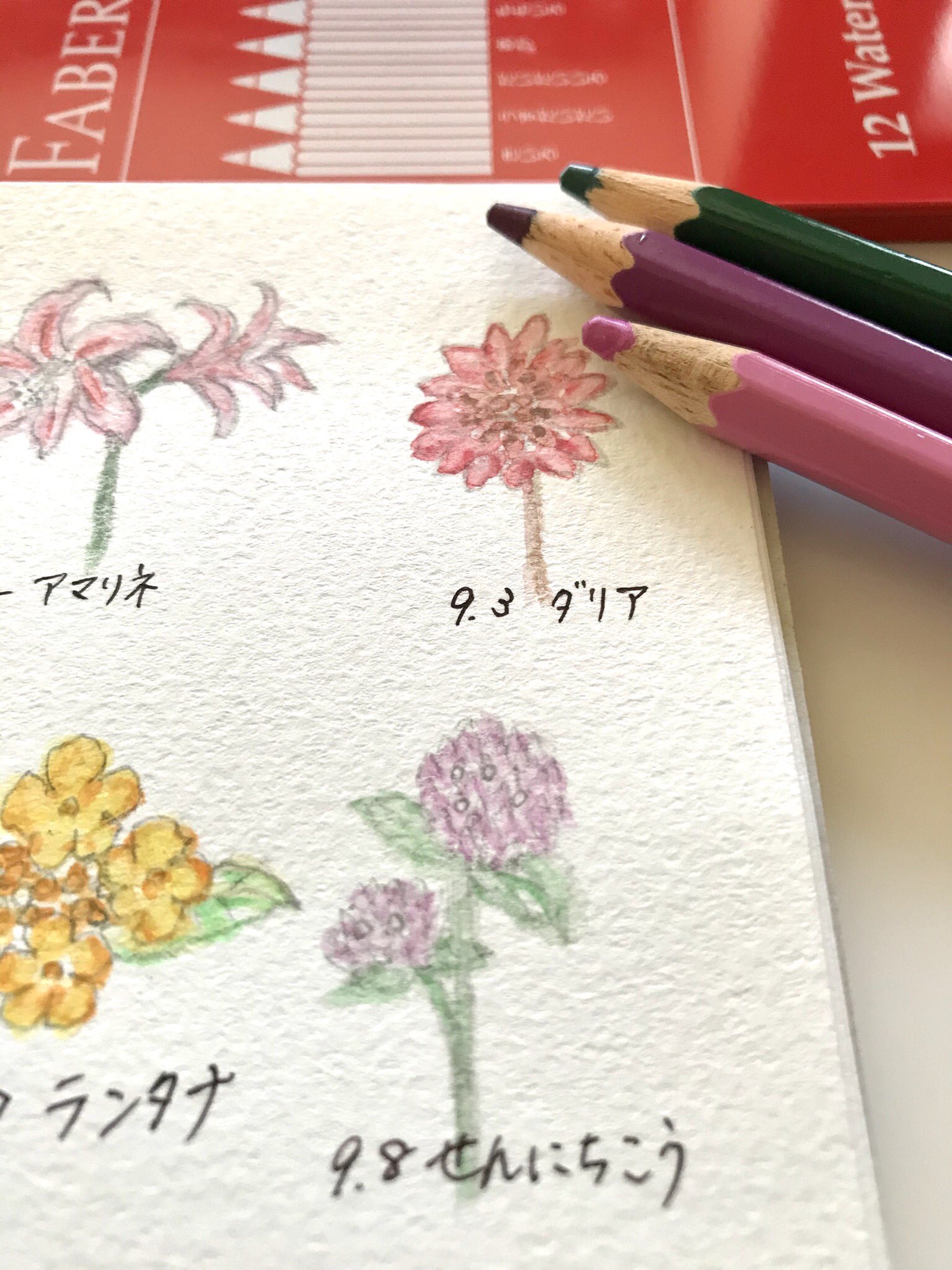 Atelier M Birthday Flowers 9月8日の誕生花は せんにちこう 花言葉は 不滅の愛 色あせぬ愛 など お誕生日の皆さん おめでとうございます コロンとしたお花に見える部分は包葉の集まり 本当のお花はあいだに埋まっている部分 9月8日誕生日