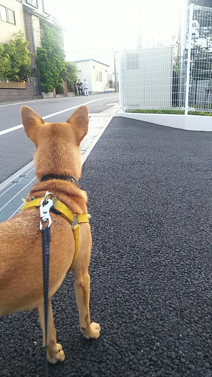 コマさん 犬ネタ 今朝の巡回secoma 庭監視業務中 熟女密談中 おやつ待機中 閉門落胆中 コマちゃん 保護犬 愛犬 雑種犬 Secom 湾岸警備 庭警備 コマさん 犬ネタ 今朝の巡回secoma 庭監視業務中 熟女密談中 おやつ待機中 閉門落胆中 コマちゃん 保護犬 愛犬 雑種犬 Secom 湾岸警備 庭警備