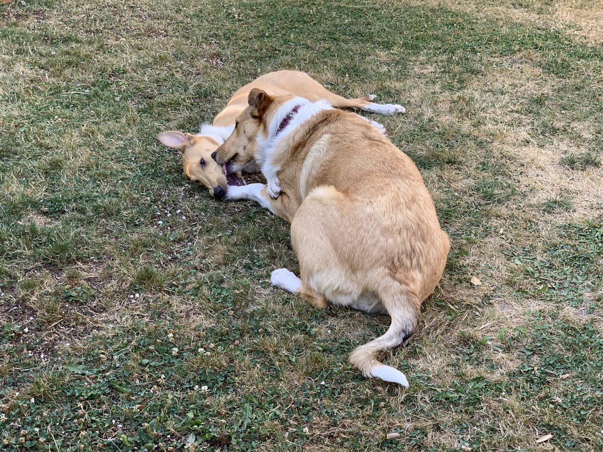 Les Hill tweet media