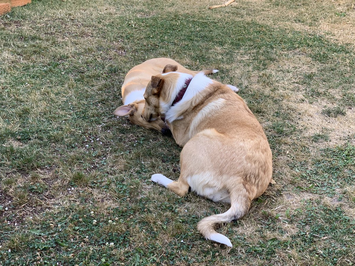Is that grass on your face? Let me lick that off.