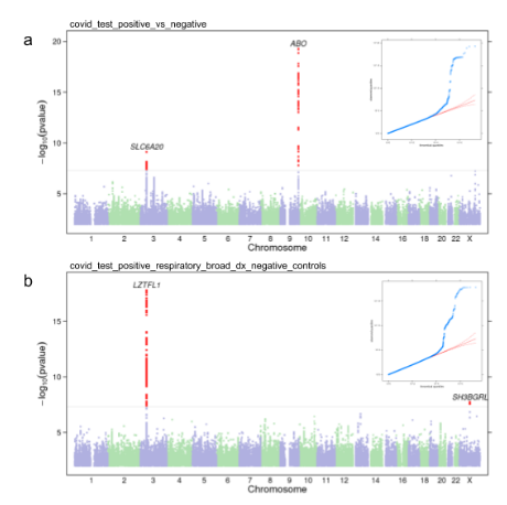 Covid-19 GWAS by 23andMe research group replicates chr3 and ABO loci from Ellinghaus et al., NEJM 2020.  Rather surprised to see the ABO locus replicated given that <a href="/covid19_hgi/">COVID-19 Host Genetics Initiative</a> hasn't replicated it. medrxiv.org/content/10.110…