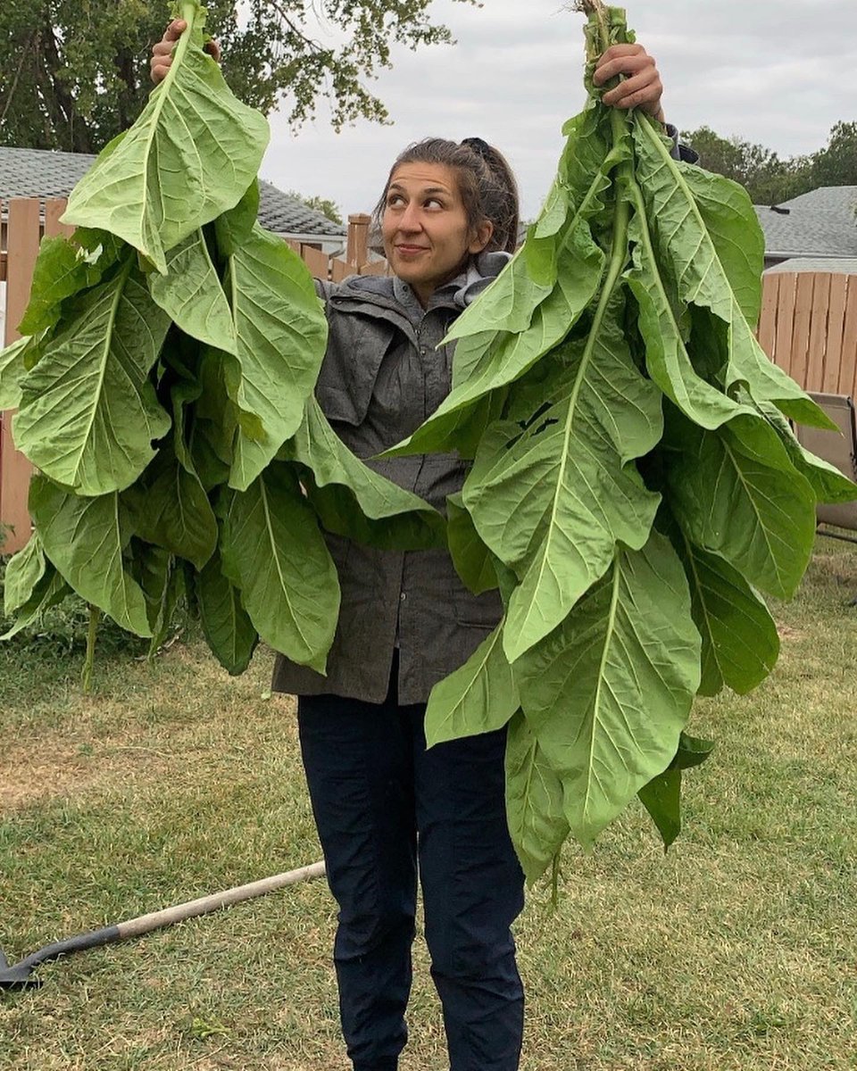 Ms_Elles's tweet photo. Tobacco from seed to stalk. Time to dry 🌿💛 #asemaa #tabaa #medicine #oldways #ceremony https://t.co/dGphKqyiQg