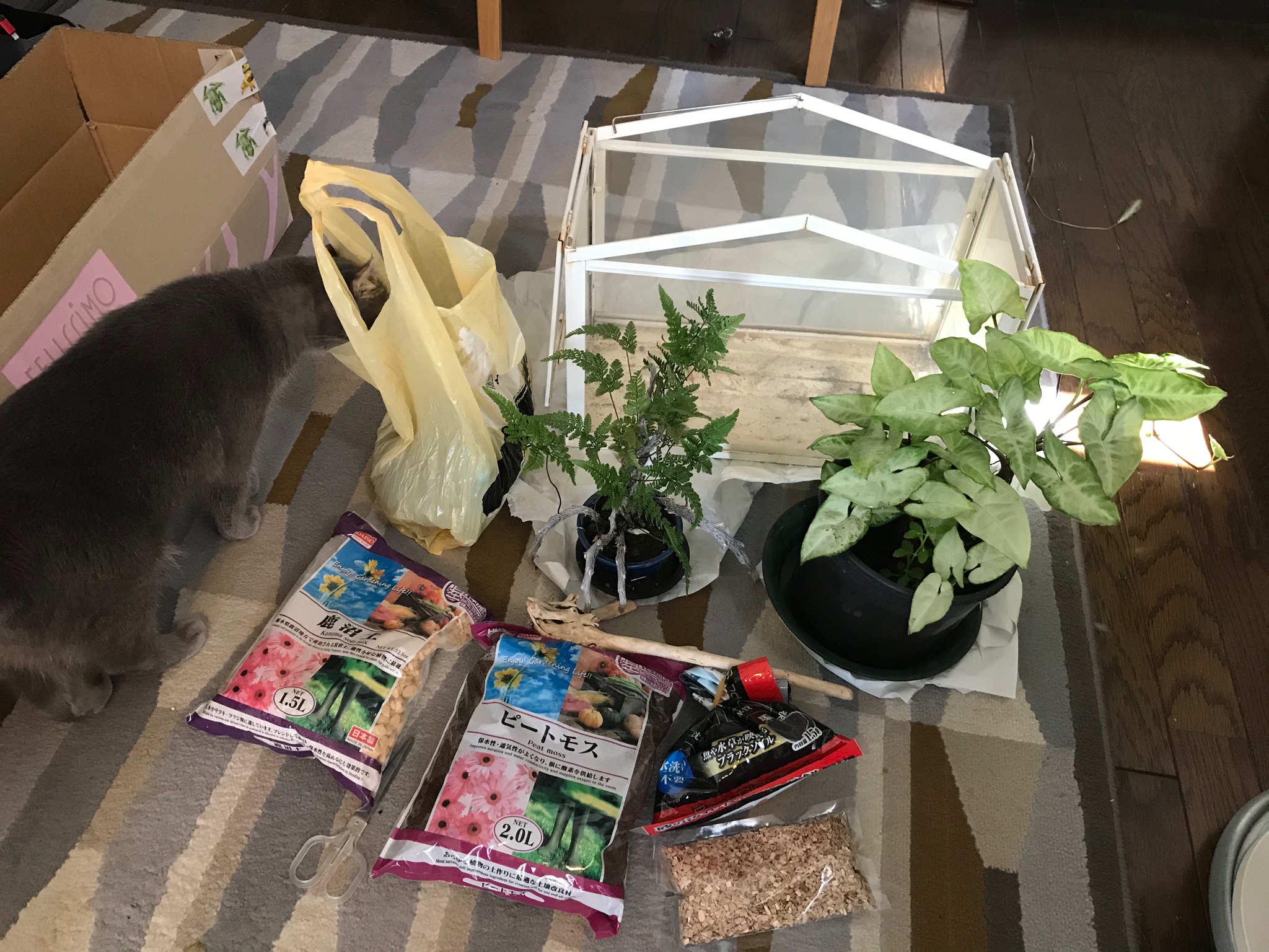 幸田御魚 こうだおさかな 有り合わせのものでテラリウムを作る ケースはikeaのミニ温室 じめっとした環境なので腐敗しないよう水槽用のバクテリア入りサンドを敷き 鹿沼土 ピートモス ウッドチップ 燻製用 で地衣環境をつくる あとはシダ類など