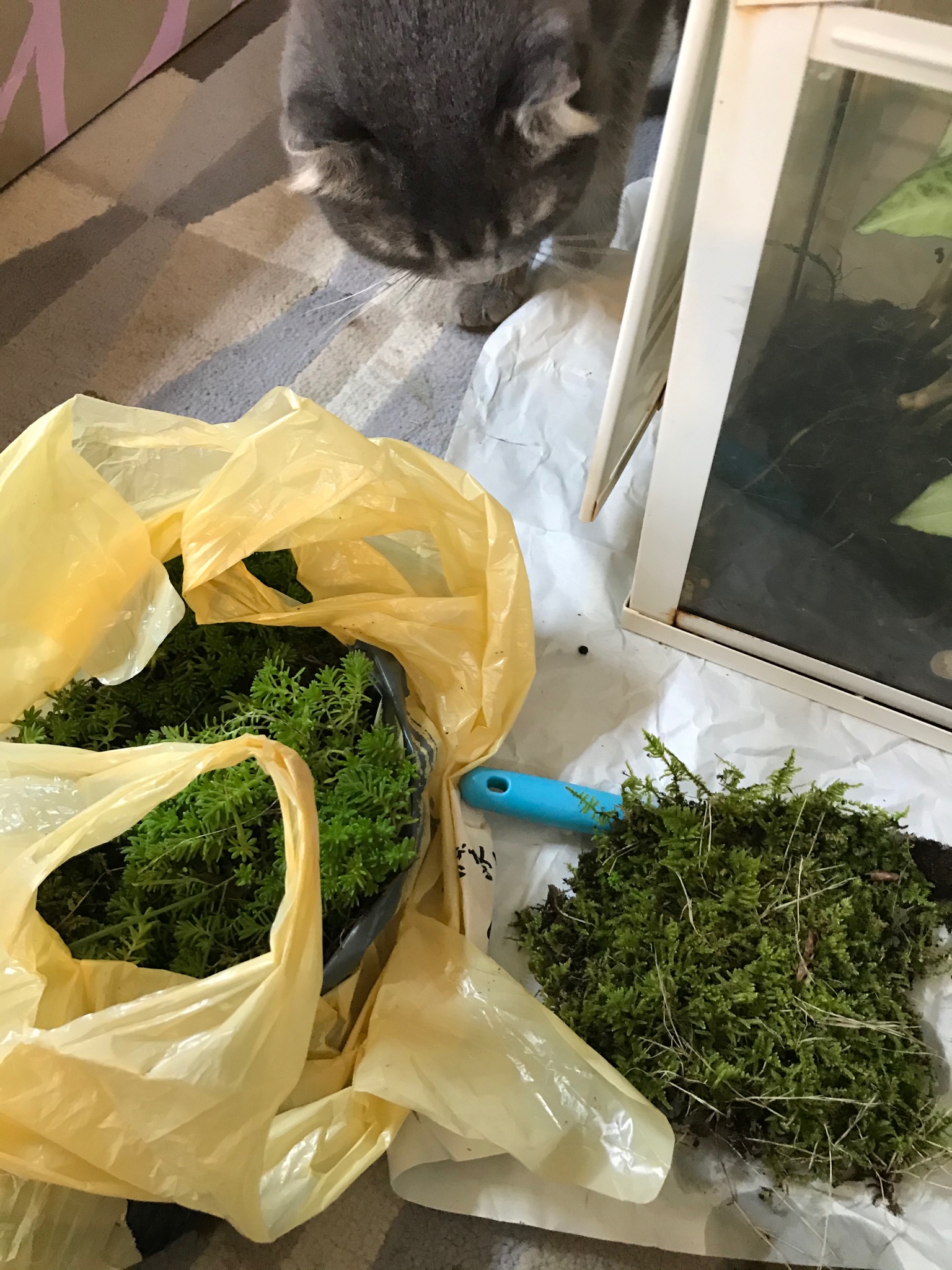 こうだおさかな 有り合わせのものでテラリウムを作る ケースはikeaのミニ温室 じめっとした環境なので腐敗しないよう水槽用のバクテリア入りサンドを敷き 鹿沼土 ピートモス ウッドチップ 燻製用 で地衣環境をつくる あとはシダ類などレイアウト