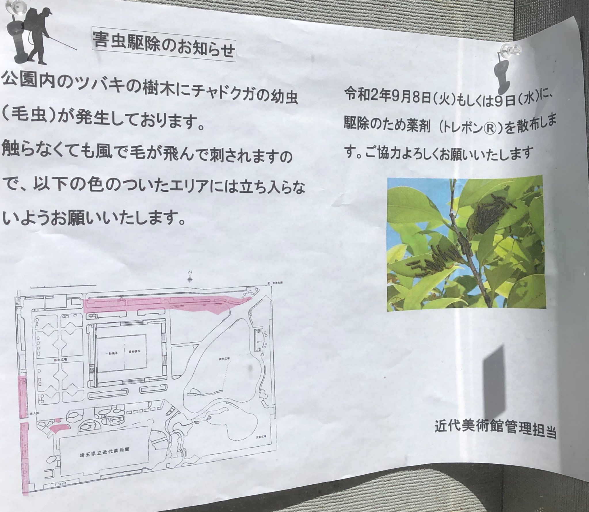 北浦和info 北浦和公園の一部で毛虫 チャドクガの幼虫 が大量発生中 風で飛ばされた毛でも刺されるそうなので 近づかないほうが良さそうです 農薬散布は 今日か明日の予定です