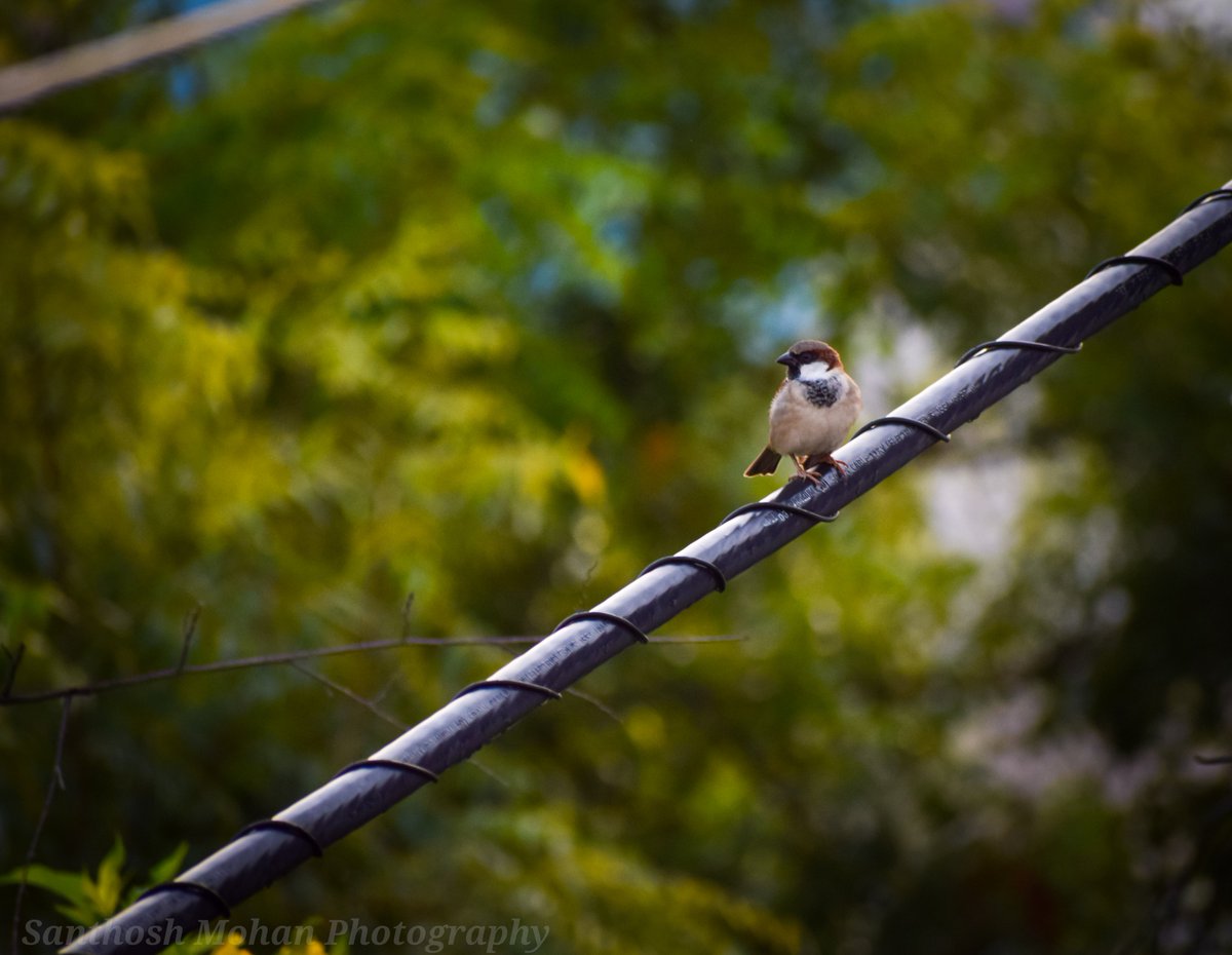 #magickimberley #elite_raptors #pocket_birds #birds_illife #eye_spy_birds #featured_wildlife #nature_worldwide_birds #kununurra #birdsofinstagram #featured_wildlife  #wildlifephotography #birds_adored #birds_captures #birdfreaks #birds_private #Myclick #Nikond5300 #morning