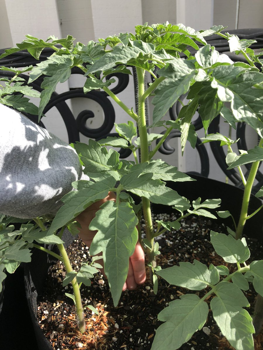 preciousindy3's tweet photo. Second photo was 5 days apart! 🍅😍 Beef Steak Tomatoes🥰 Thanks Jesus https://t.co/Z9nYhvUxaz