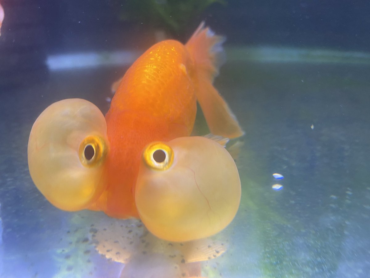 金魚室内飼育