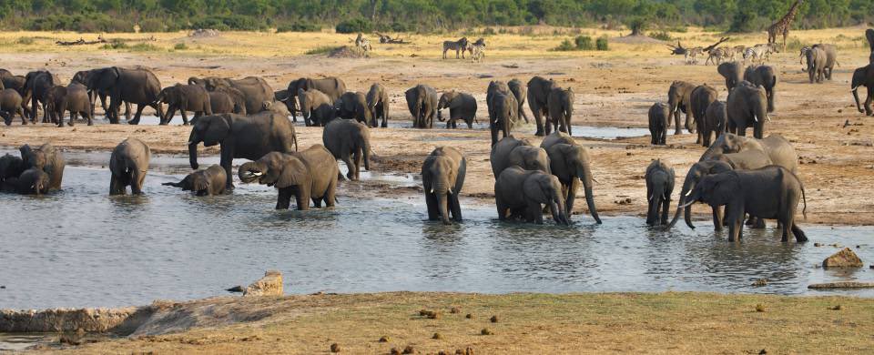 #SaveHwangeNationalPark