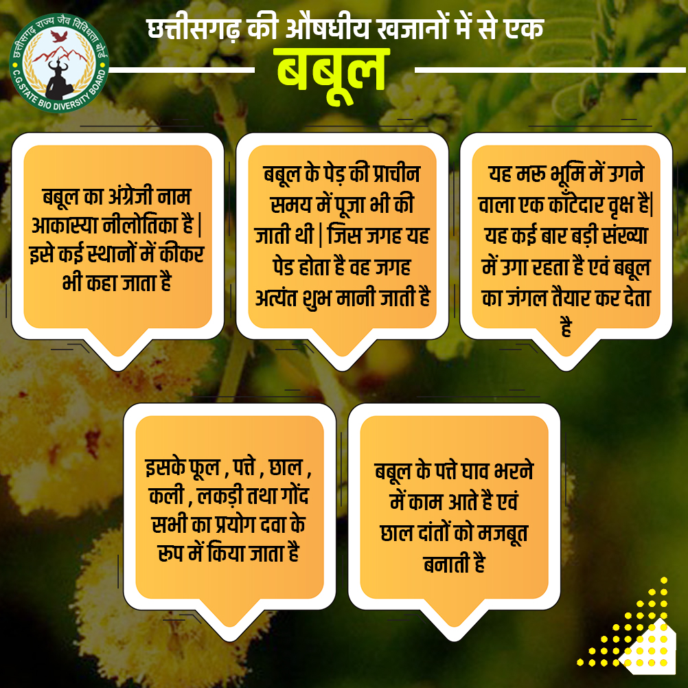 CGBiodiversity's tweet photo. छत्तीसगढ़- औषधीय पेड़ पौधों से परिपूर्ण है. इनमे से एक है बबूल जिसके फुल से लेकर छाल तक सभी किसी न किसी औषधि उपयोग में लाये जाते हैं...
.
.
#biodiversity #babool #herbs #herbbiodiversity #chhattisgarh https://t.co/ycYke88pt3