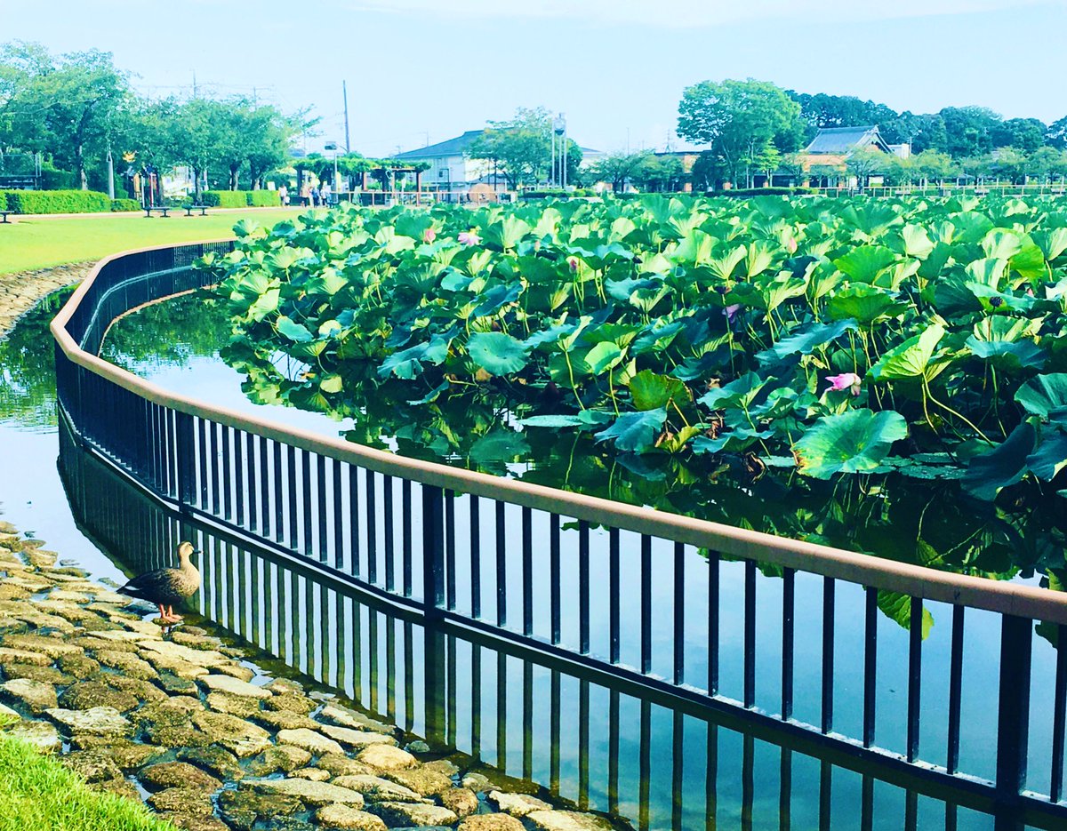島田真梨子 フリーアナウンサー 雨上がりの蓮華寺池公園で黄昏れる鴨 平和なひと時です Kmix 蓮華寺池公園 藤枝市 公園 鴨 取材 帰り道