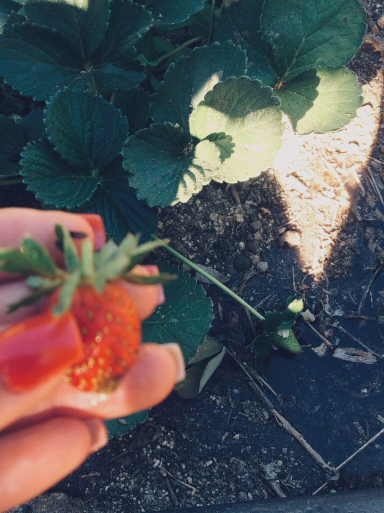 Gina23V's tweet photo. 🍓💖 https://t.co/AilMZZ1De8