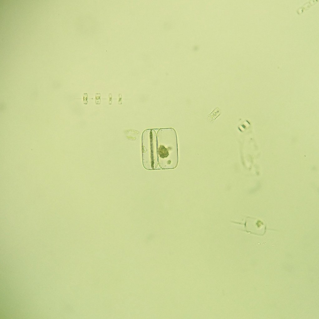 paargyle's tweet photo. Isolating #diatoms from Port Hacking @imoso station to observe their multivariate phenotypes as part of our project funded by @MooreFound. So beautiful! #microalgae #marinescience #UTS #WomenInScience https://t.co/WQU17EFmRD