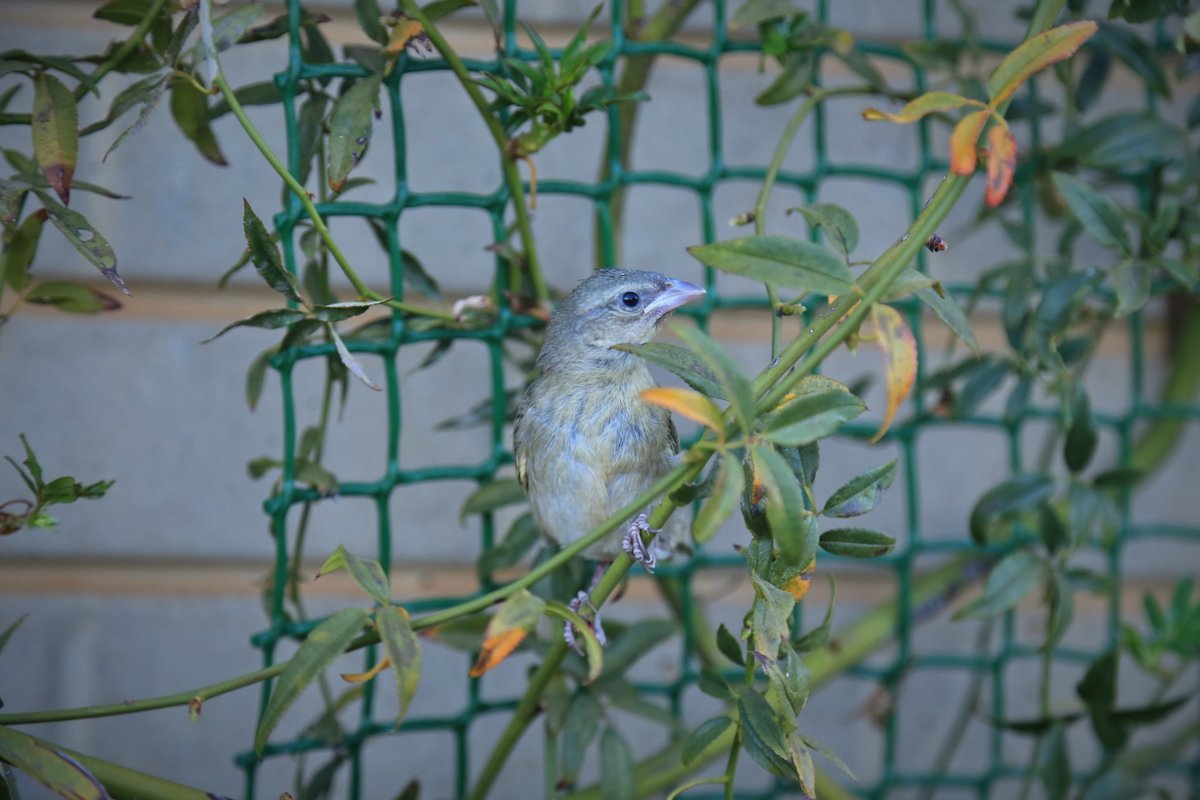 JDPsOutbursts's tweet photo. Winged visitor in our garden...
Have a great Tuesday!
@BirdLife_News @deoudehuize @FoulkesBrau @DaveStarley 
#TuesdayMotivation #birds https://t.co/42LZmdH0sK