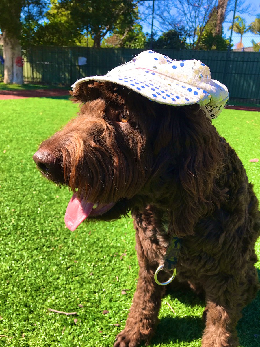 Our therapy dog Lenny loves wearing his hat! Not only because it sparkles in the sunlight, but because it helps protect him from those ultraviolet rays! #sunsafe #therapydog #edchat #edutwitter <a href="/NSWEducation/">NSW Dept of Education</a>