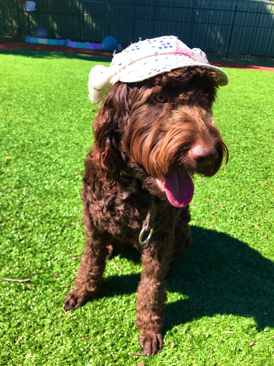 LansvaleEast's tweet photo. Our therapy dog Lenny loves wearing his hat! Not only because it sparkles in the sunlight, but because it helps protect him from those ultraviolet rays! #sunsafe #therapydog #edchat #edutwitter @NSWEducation https://t.co/3mO6TJs5cK