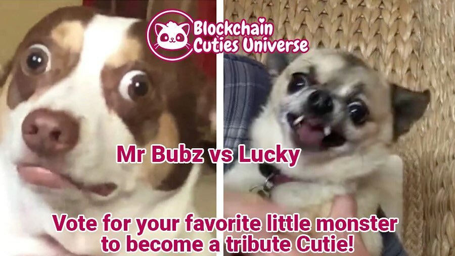 BlockchainCutie's tweet photo. Vote for your favorite little monster to become a tribute Cutie here:
https://t.co/wEpbUjfslh
Read more about these two here:
https://t.co/nOGWOBeAk7
#dapp #dapps #MaticNetwork #ETH #TRON #NEO #blockchaingame #BlockchainGaming #cryptogame #cryptogaโฆ https://t.co/r99qlUwFOX https://t.co/QbYz9g57li
