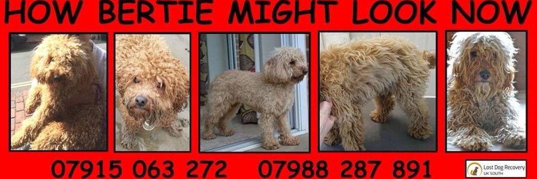 bertie_is's tweet photo. Well we haven’t had any 🍀 so far
But
🍀we are still thinking positively 
🍀No evidence that Bertie is not alive
🍀so many people helping us
🍀He’s out there somewhere, and we will find him however long it takes
🙏please keep sharing to help us
👀we just need one 📞 #findbertie https://t.co/ZcWi0nzLws