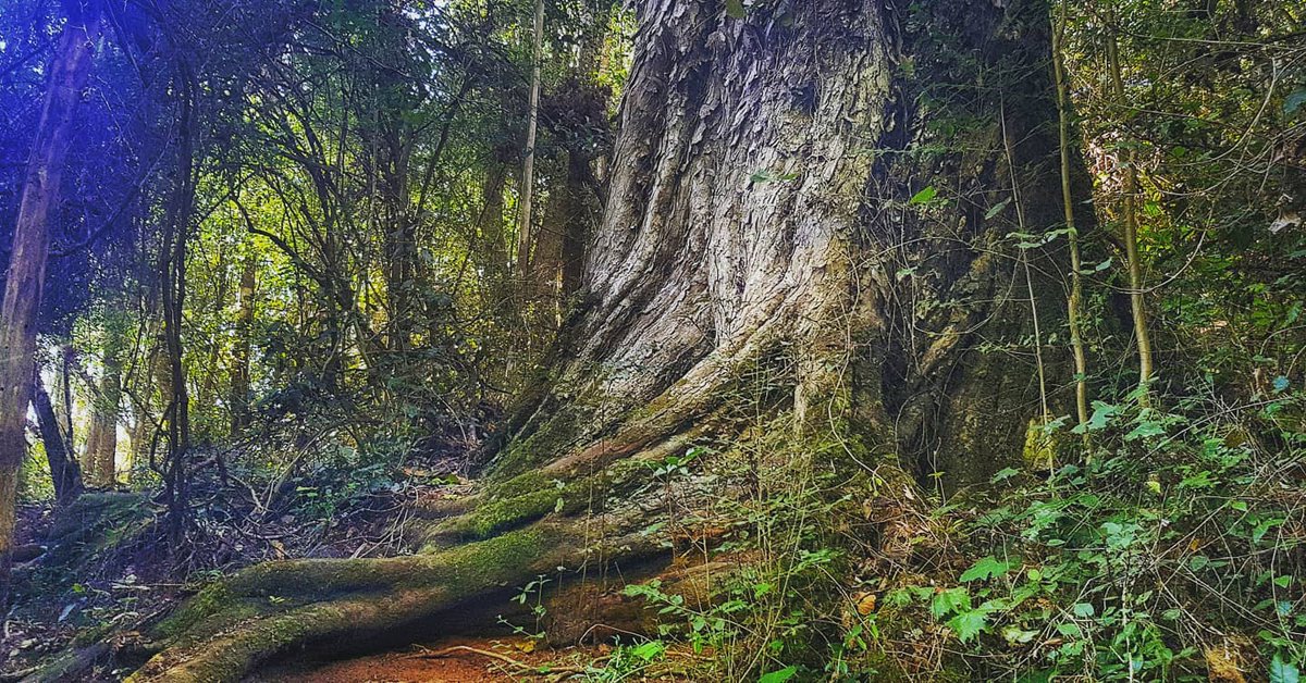 gotravelbug's tweet photo. Welcome to arbor week #tree4earth
A single tree produces about 117kg of oxygen a year. That means, 2 mature trees can supply enough oxygen to support a family of 4 .
@Greenpop @livingitupct @deoudehuize @DiBrown5 @DoroLef @taraturk1 @travelopulent @TourvestDM @ExploreKnysna https://t.co/4o25skG9zD