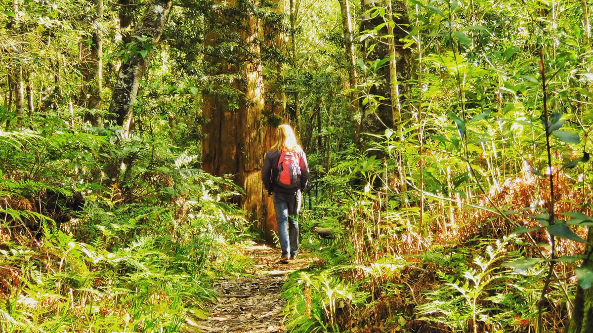 gotravelbug's tweet photo. Welcome to arbor week #tree4earth
A single tree produces about 117kg of oxygen a year. That means, 2 mature trees can supply enough oxygen to support a family of 4 .
@Greenpop @livingitupct @deoudehuize @DiBrown5 @DoroLef @taraturk1 @travelopulent @TourvestDM @ExploreKnysna https://t.co/4o25skG9zD