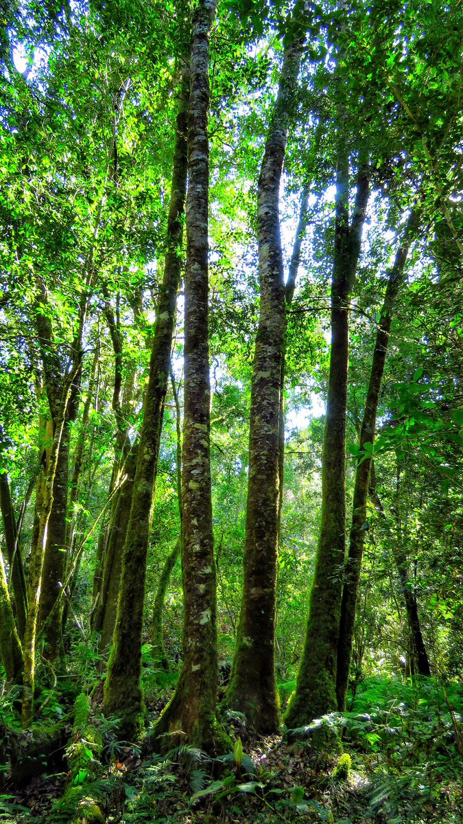 gotravelbug's tweet photo. Welcome to arbor week #tree4earth
A single tree produces about 117kg of oxygen a year. That means, 2 mature trees can supply enough oxygen to support a family of 4 .
@Greenpop @livingitupct @deoudehuize @DiBrown5 @DoroLef @taraturk1 @travelopulent @TourvestDM @ExploreKnysna https://t.co/4o25skG9zD
