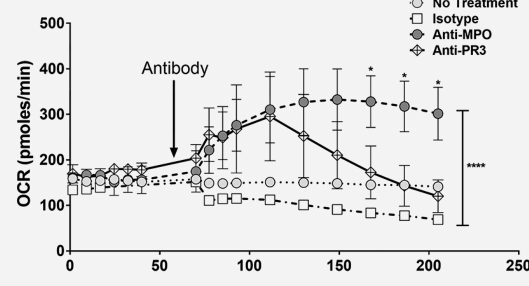 THKC1's tweet photo. Anti-MPO and anti-PR3 antibodies induce divergent metabolic effects in monocytes - a hint at the reason for the difference between #GPA and #MPA? #ANCA #vasculitis https://t.co/6xQtCmjk3b
