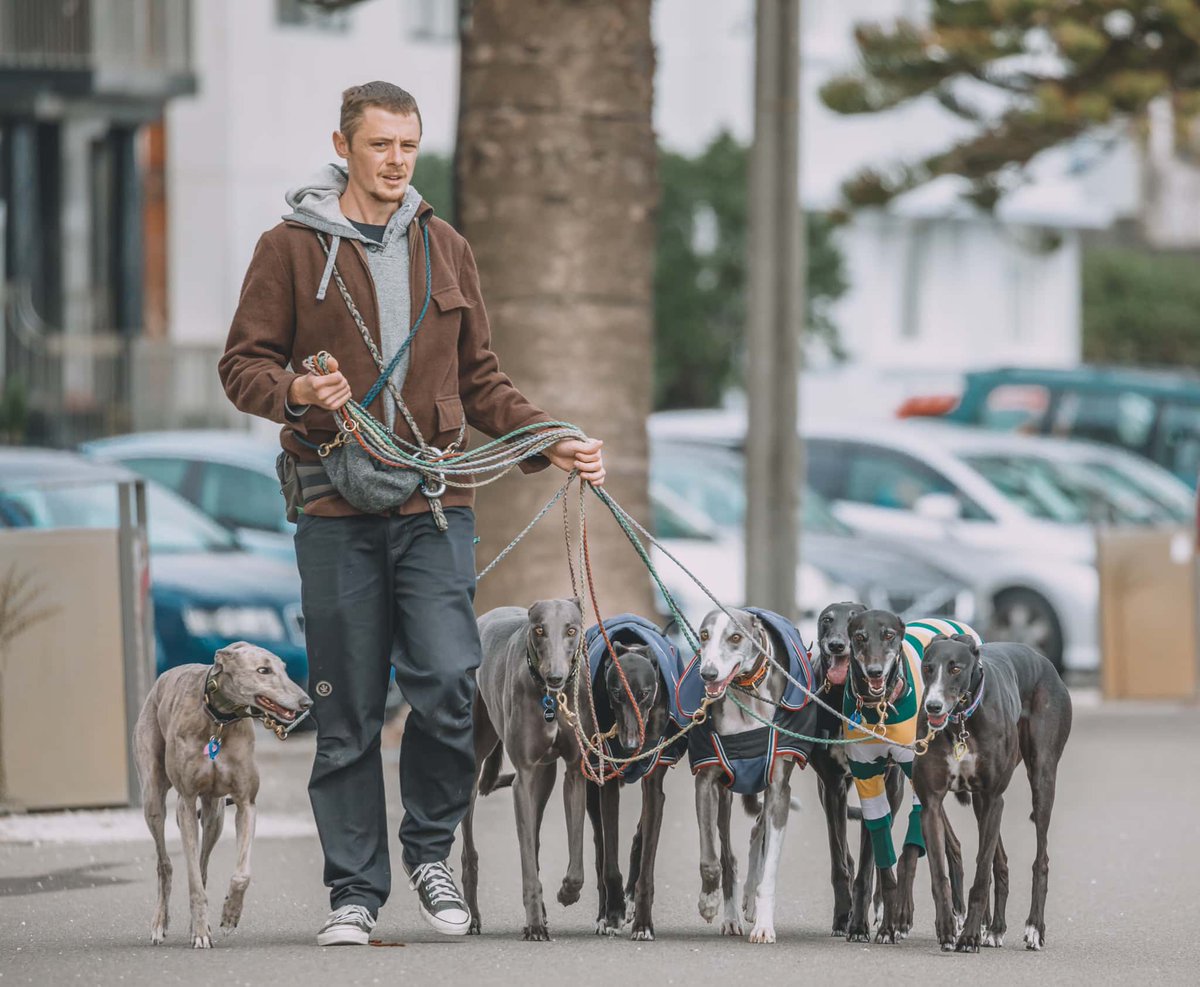 panascopenz's tweet photo. Look at these gorgeous greyhounds.
See more photos at https://t.co/2jgbyoYRXH
Thanks to TheHoundWay 

#hound #dog #dogs #puppy #dogoftheday #instadog #doglover #cute #pet #of #lovedogs #adorable #lovepuppies #instapuppy #pup #houndsofacebook #hounddog #pets #dogsitting https://t.co/cW6TlcWbKN