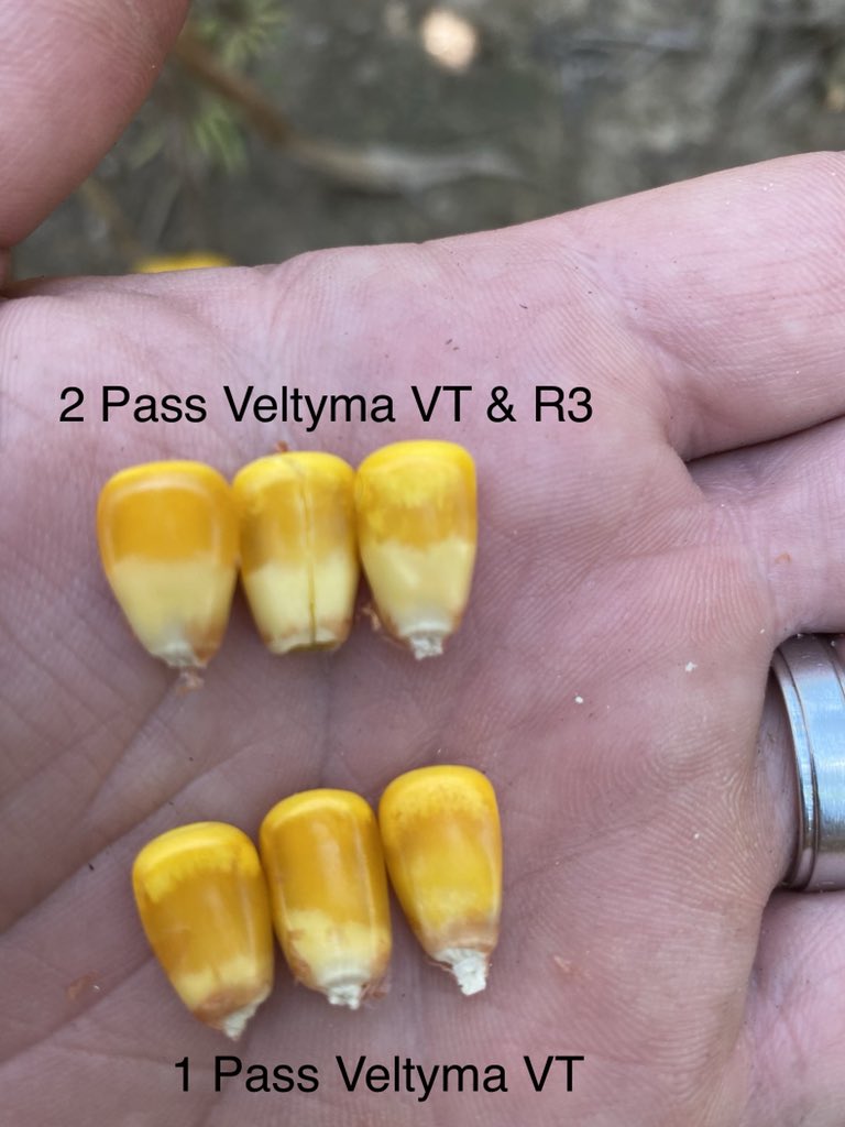 Scouting field trial today for 2 pass Veltyma post tassel fung app vs 1 pass Veltyma post tassel. Hagie applied
Field Notes:DKC65-95 @ 38k banded fertility with 171# N planted on 4/21/2020. 
This is the 3rd year I’ve being doing this and always leave a strip on each hybrid/field.