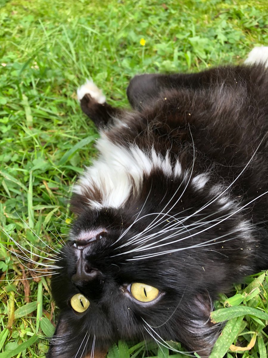 Joyce Carol Oates tweet media