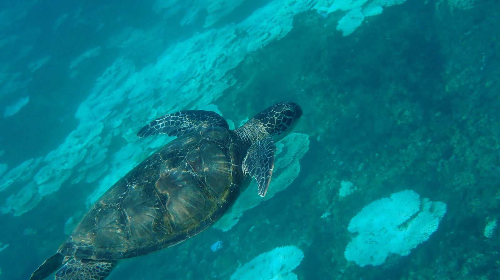八丈島雑貨屋ラミ うみがめ屋 朝の海活 島のルールではないけれど 触ったり 無理に追いかけたりしない 海亀と一緒に泳ぐ のが楽しい 野生動物との付き合い方 八丈島 Hachijo T Co 9ag0uckyqu Twitter