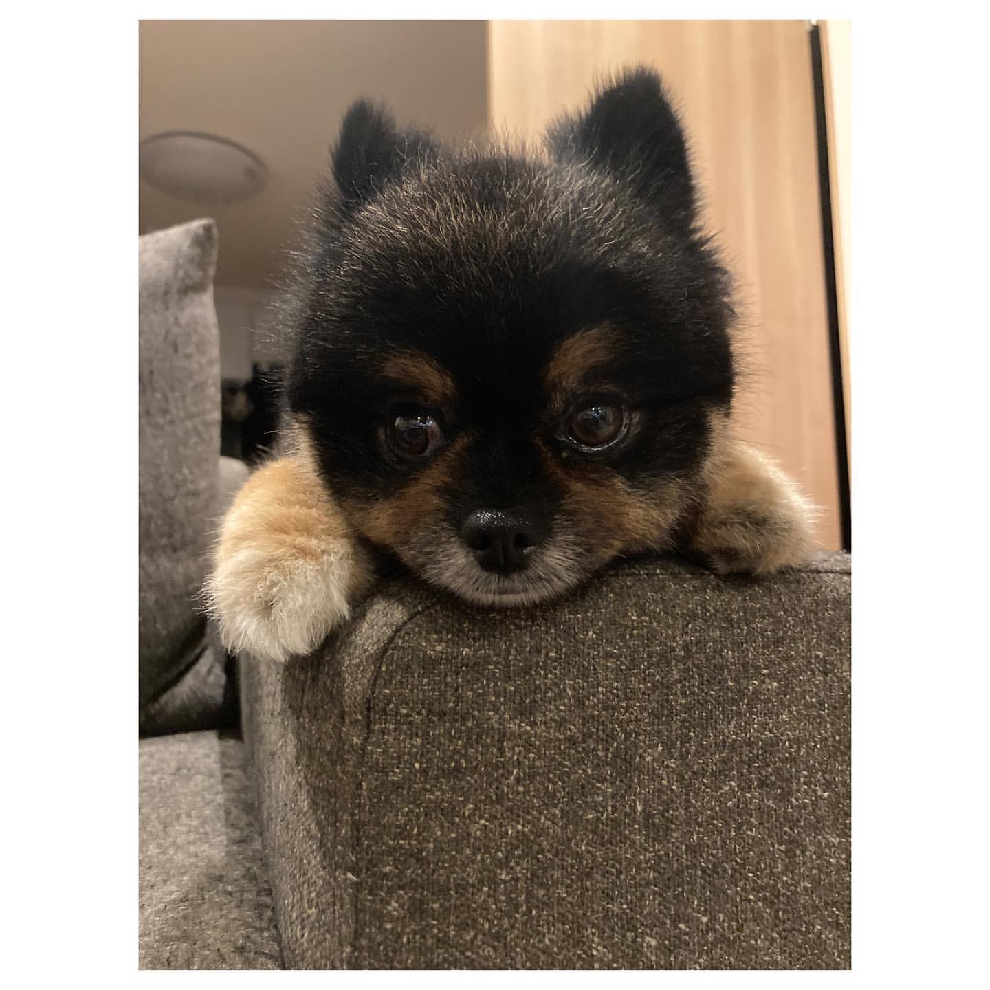 maho on X: 中村ゆりさんが飼っとるクマみたいな犬の犬種なんやろ可愛すぎる… t.cobKji1FCNBr  X