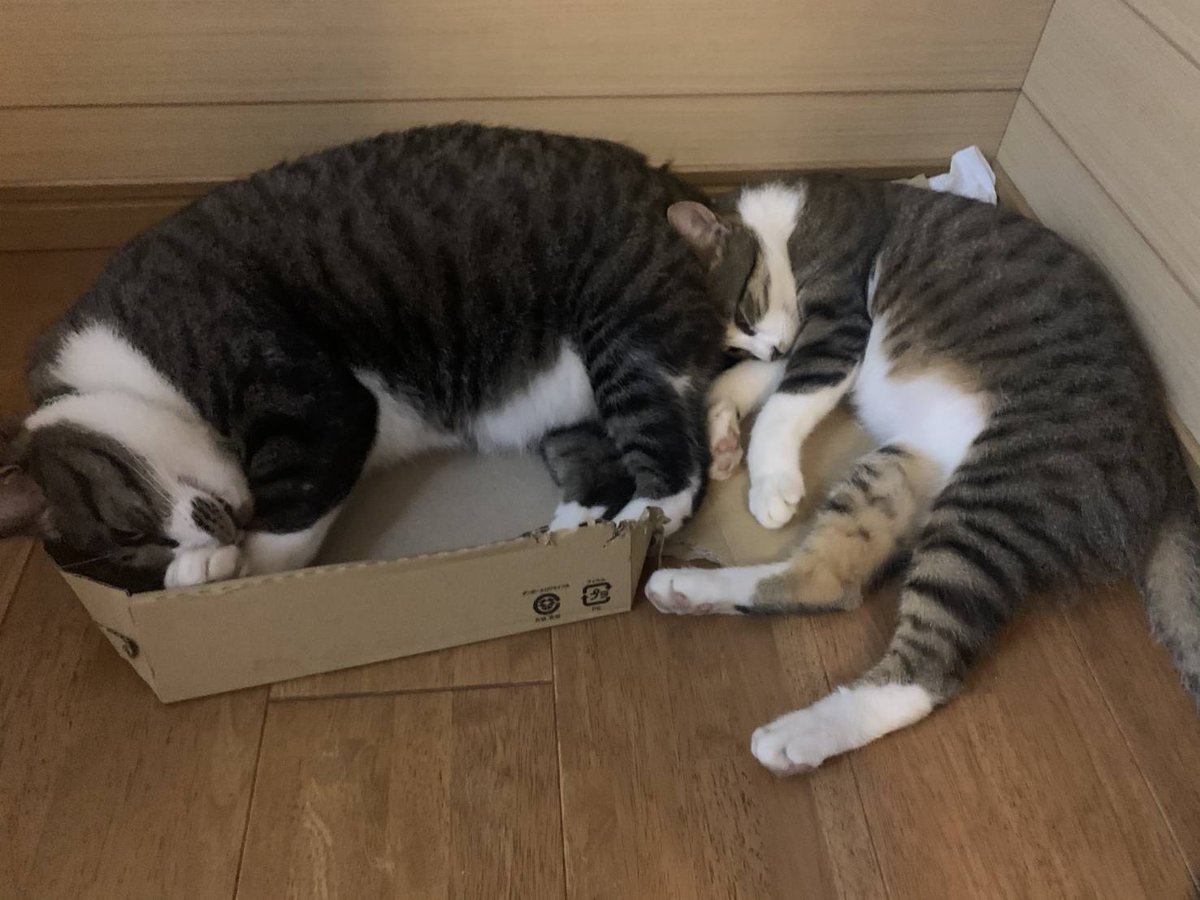 桃園 環 ねこ同士の相性て何がきっかけかわからん 4歳とらじろう 8キロ と新入りほぼ1歳まる 2 5キロ なんか知らんがすっかり あにきぃ おっおとっおととっ の仲 ふしぎだ オモロイけど 笑 猫のいる暮らし とろねこチャレンジ われら