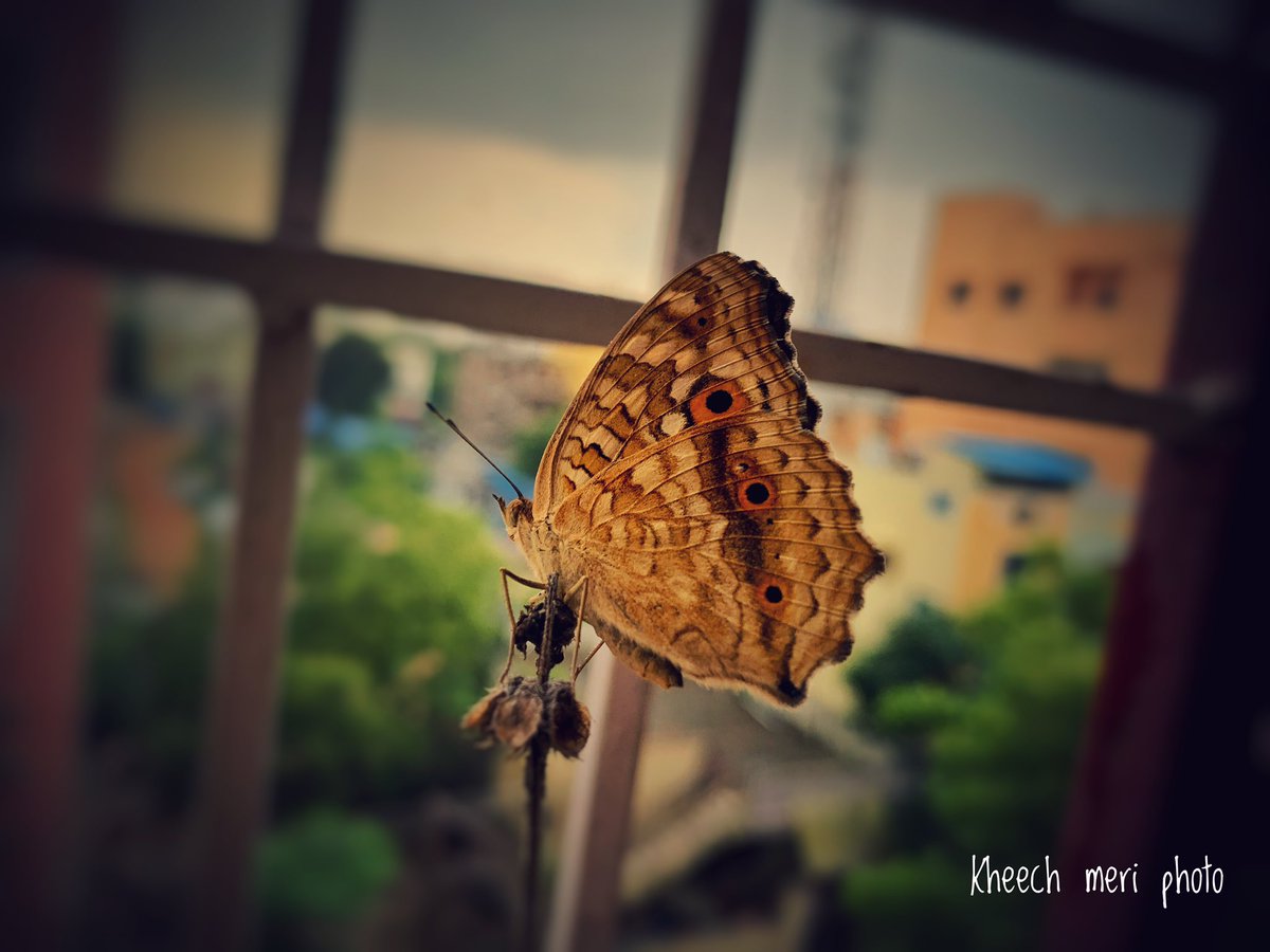 KheechM's tweet photo. Butterflies are nature's angels.
They remind us what a gift it is to be alive.

#butterflies #butterfly #nature #macro #insects #naturephotography #butterfliesofinstagram #insect #art #flowers #wildlife #photography #love #macrophotography #mobilephotography #naturelovers https://t.co/JvnYMJCyUm