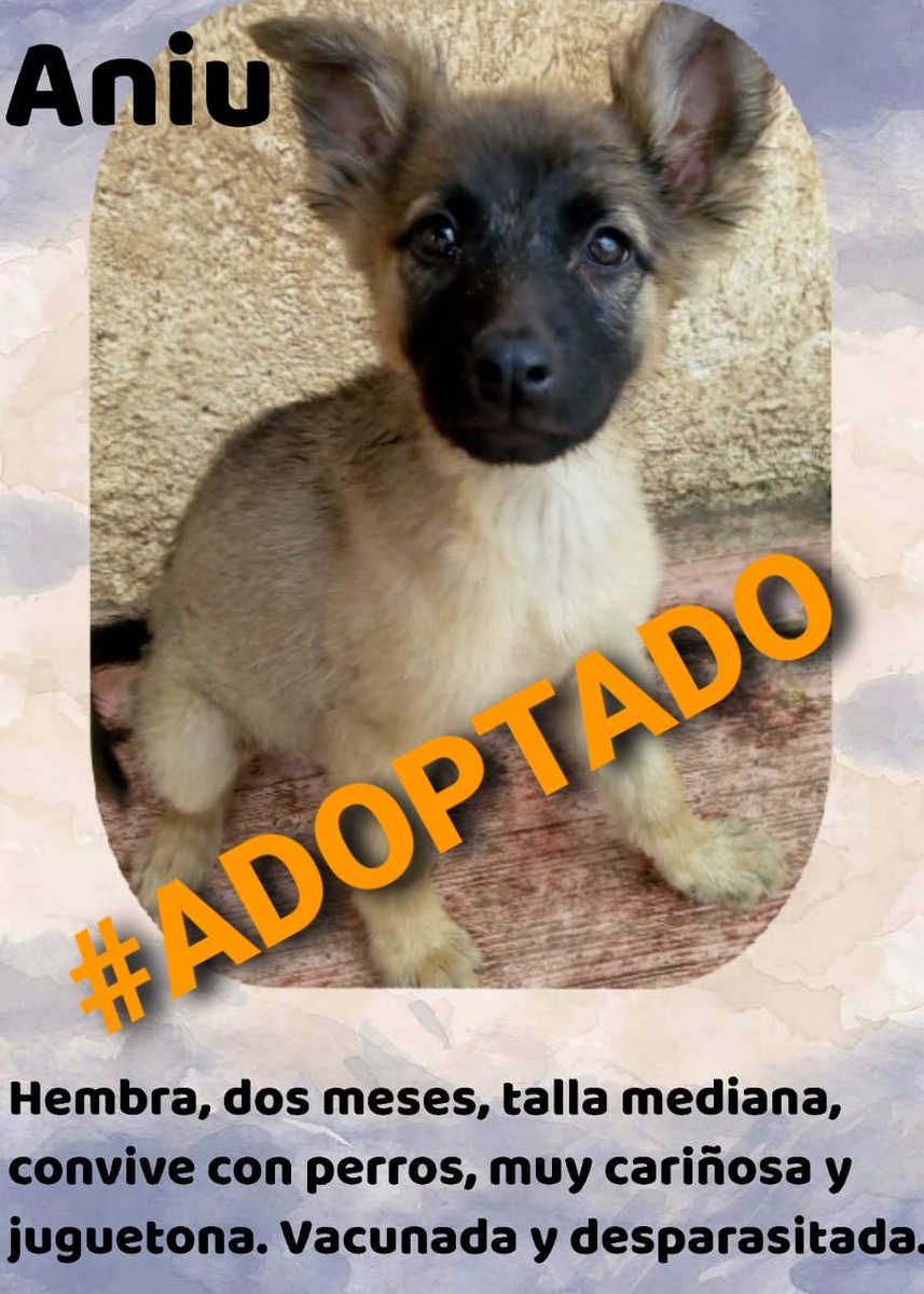 Apoyo_Croqueton's tweet photo. #Actualizamos #Aniu #ADOPTADO Gracias por sus RT #CDMX Info 5582459501 Sara Abigail @akyoshi09 @FansDeMiyagi
@criswire282 @naaniml @AdrianRubalcava @inakimanero @lourdesdse @MxActivista @EsEstra @8alobo @geriky @Ariadnaarcinie3 @divaislam @anamvc1 @LoneRider37 @8alobo https://t.co/ORYxmrhcYQ
