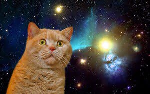 元ネタ おぎの稔議員元ネタ解説bot 宇宙猫 出典 猫 神秘の大宇宙を背景にした猫の画像 欧米ではspace Catやgalaxy Catで流通している T Co Dmttb6injg