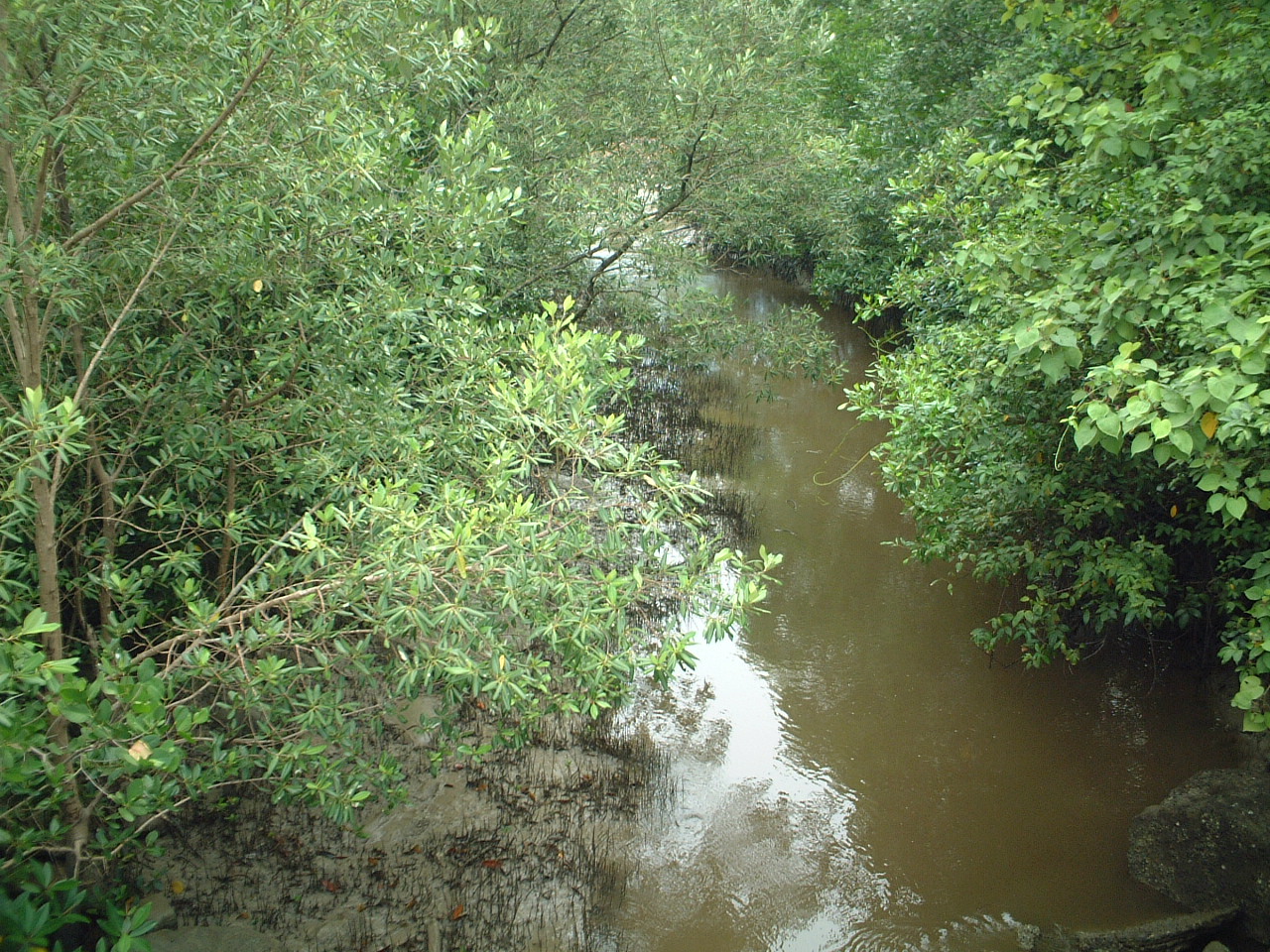 京都淡水フグ研究所 淡水域で釣ったミドリフグ 淡水でも百数匹のミドリフグが泳いで餌を食べているのを現地で確認しました ミドリフグ 汽水 海水 というイメージが強すぎて 淡水の水槽では何日くらい飼育出来るのかという試みはやったことが一度も