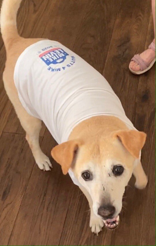 RealGravitas's tweet photo. @MikeLevin Our puppy in her #mutts4mike Tee!
Picked up at the #Encinitas #SaveUSPS weekly rally.
She liked it, but the cat is jealous! https://t.co/aUvvLdAb0S